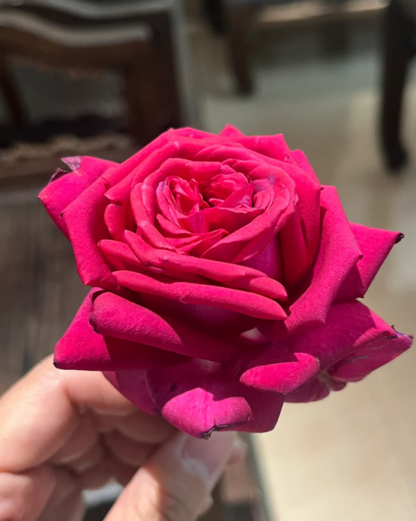Noblesse Rose for sale丨Your roses