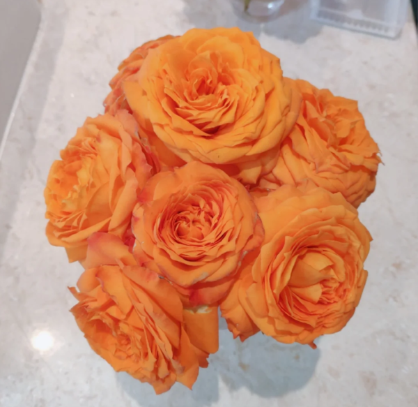 Orange Romantica Roses丨Your roses