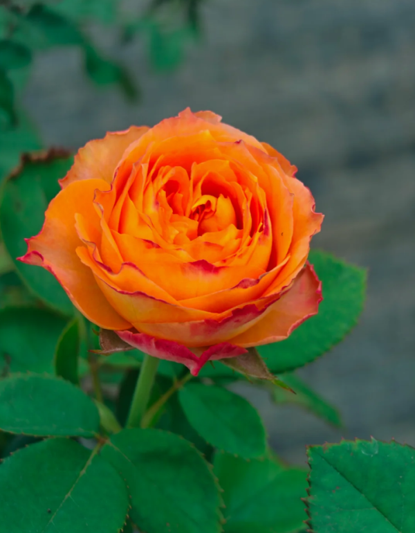 orange romantica garden rose for sale丨Your roses