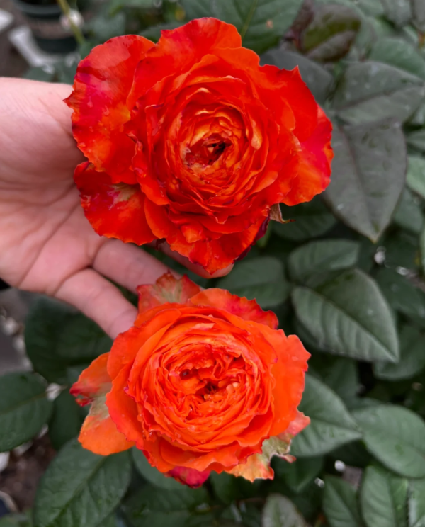 orange romantica garden rose丨Your roses