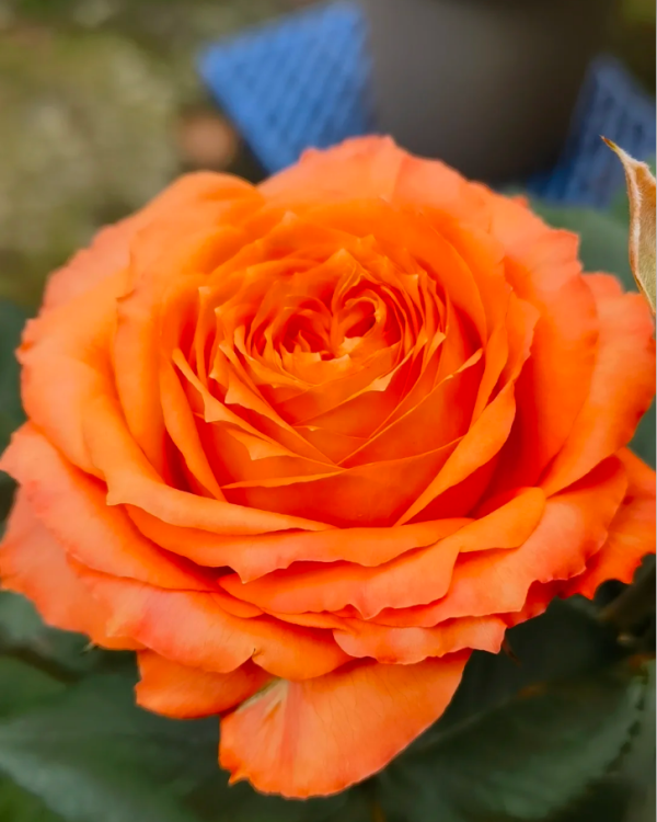 Orange Romantica Rose for sale丨Your roses