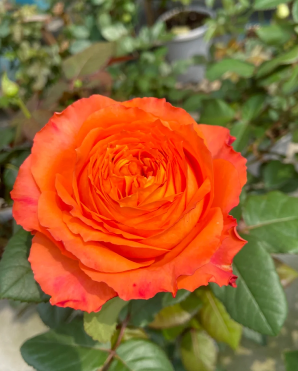 Orange Romantica Rose丨Your roses