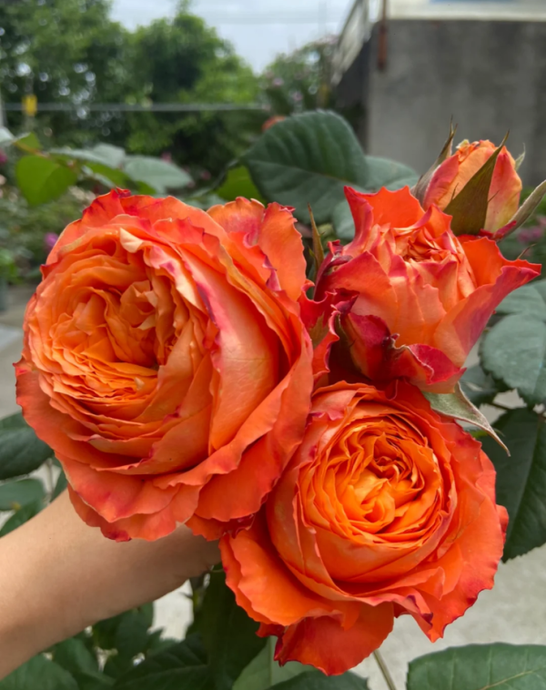 Orange Romantica Rose丨Your roses