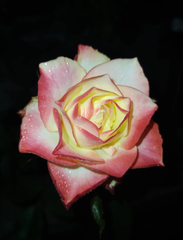 Meimozahiq Rose丨Your roses