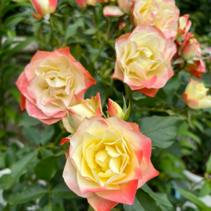 Origami Rose丨Your roses