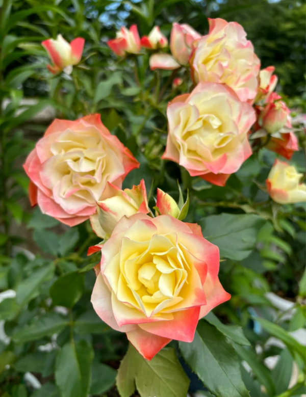Origami Rose丨Your roses