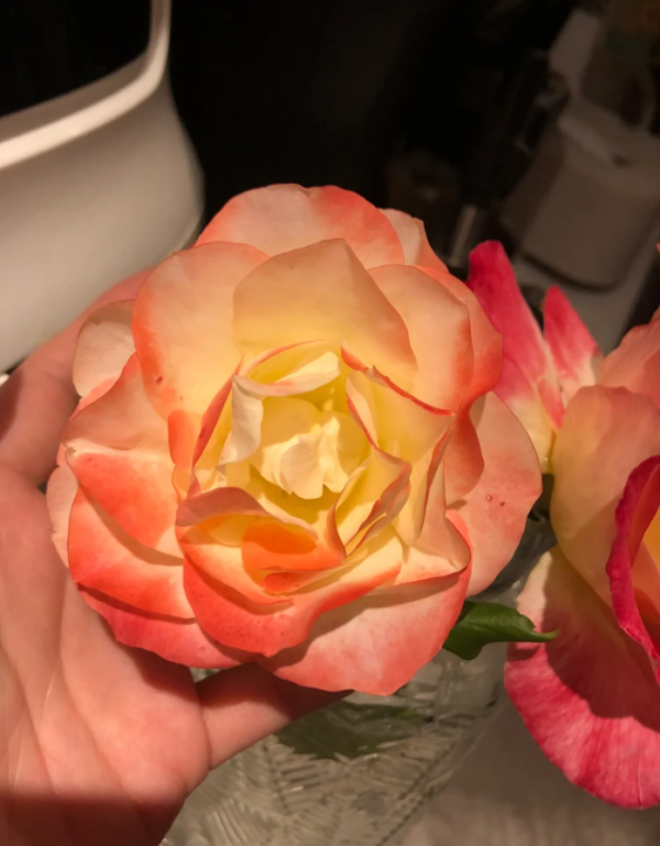 Origami Rose丨Your roses