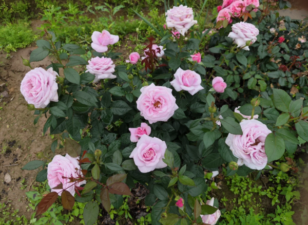 rose pacific blue rose for sale丨Your roses