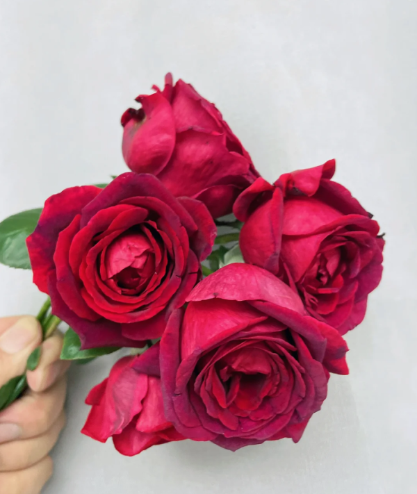rosa papa meilland丨Your roses