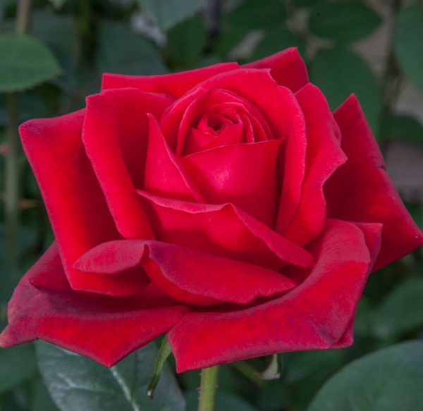 rosa papa meilland for sale丨Your roses