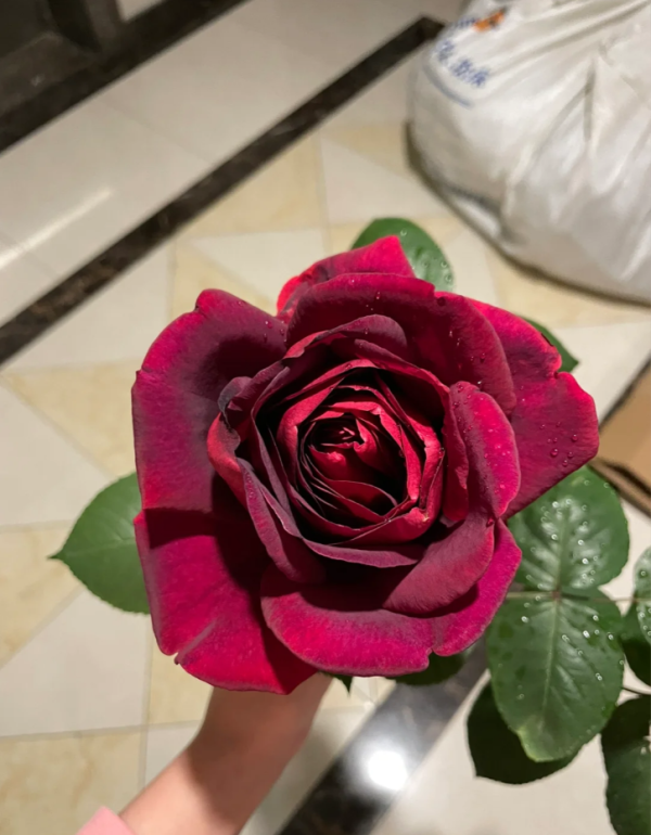 Papa Meilland Rose for sale丨Your roses