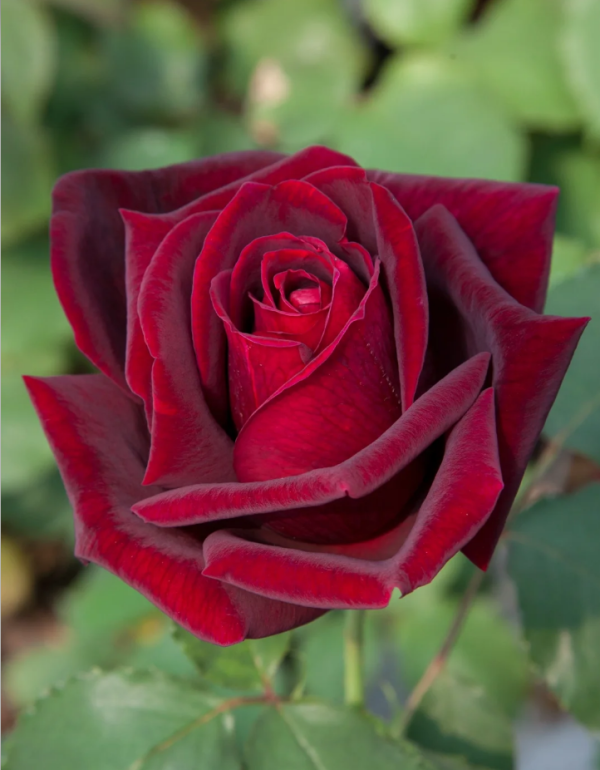 Papa Meilland Rose丨Your roses