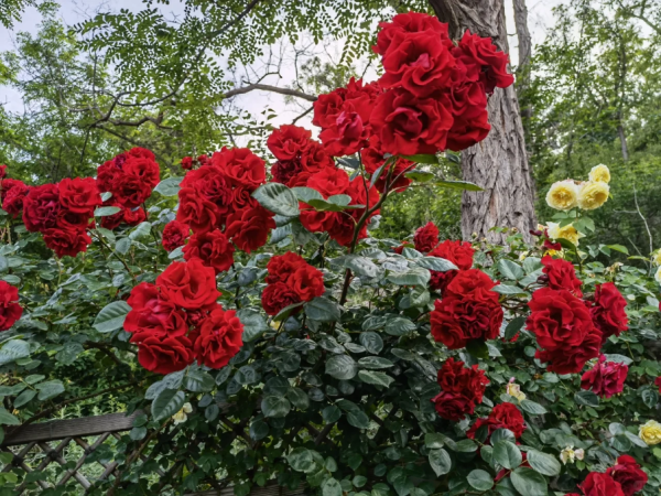parkdirektor riggers rose丨Your roses