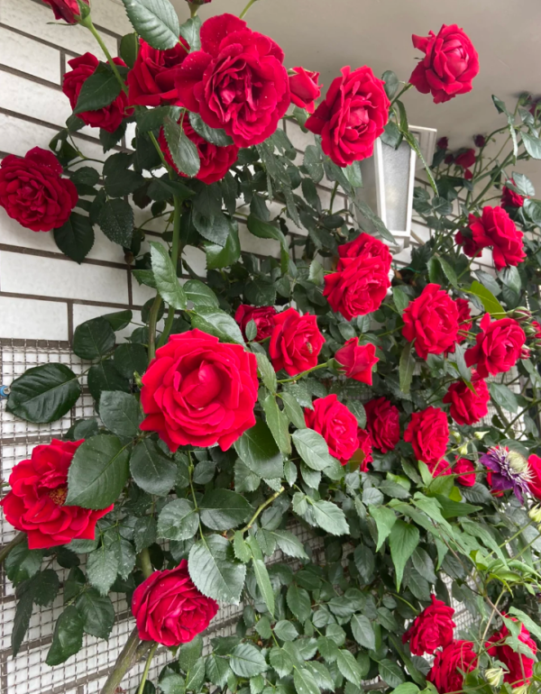parkdirektor riggers rose for sale丨Your roses
