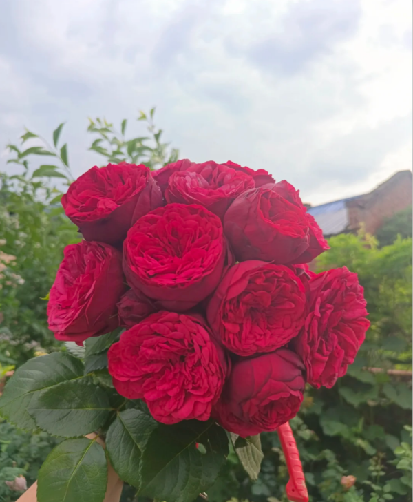 Piano Rose Plant丨Your roses