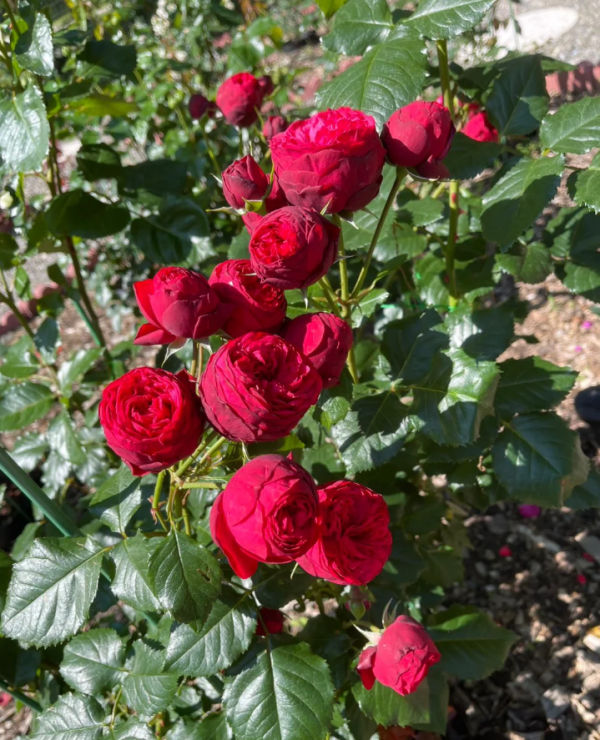 Piano Rose for sale丨Your roses