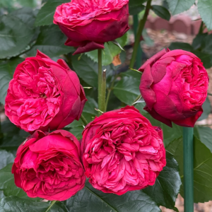 Piano Rose丨Your roses