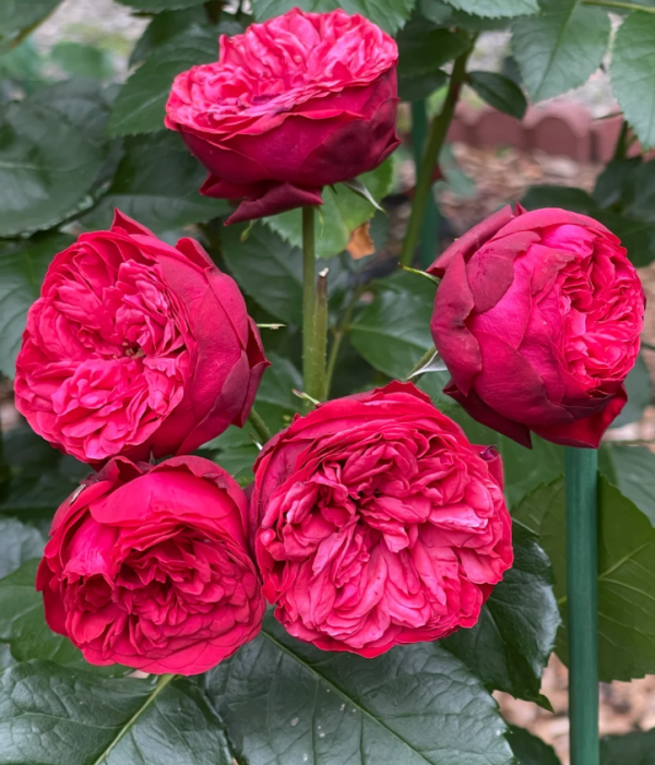 Piano Rose丨Your roses