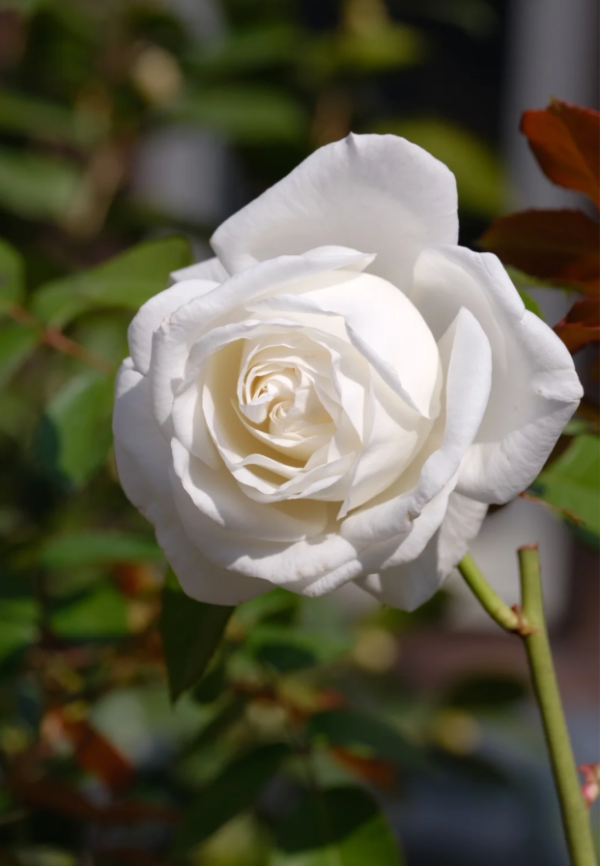 Pierre Arditi Rose for sale丨Your roses
