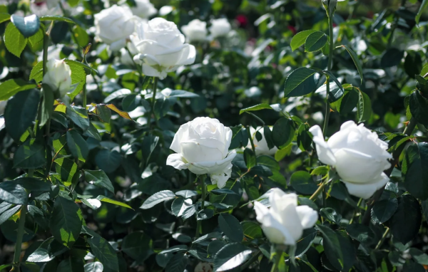 MEIcalanq Roses丨Your roses