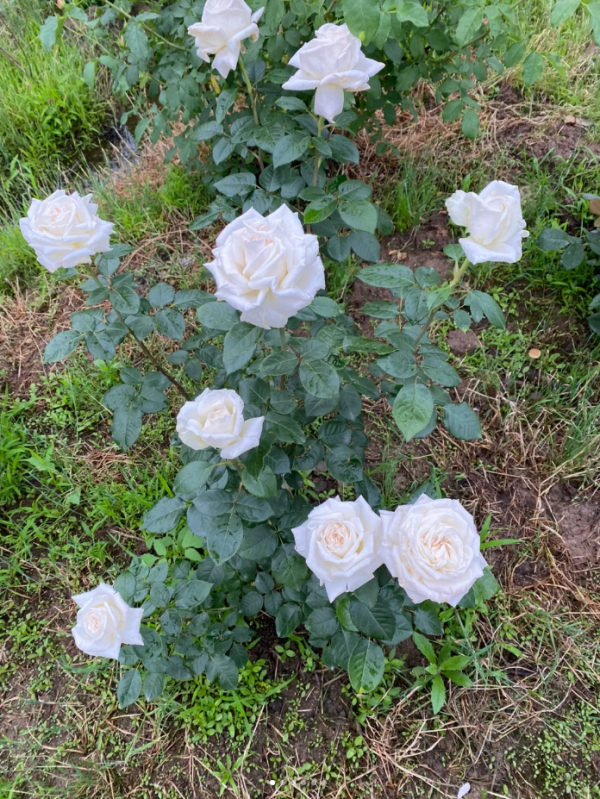 Pierre Arditi Rose丨Your roses