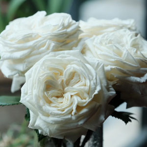 Pierre Arditi Rose丨Your roses
