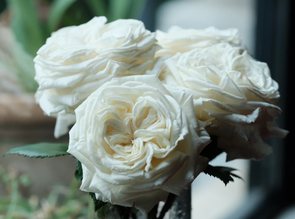 Pierre Arditi Rose丨Your roses