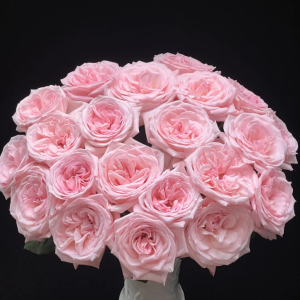 Pink O'Hara Rose丨Your roses