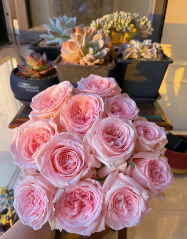 Pink O'Hara Rose for sale丨Your roses