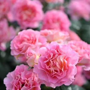 Pink Paradise Rose丨Your roses
