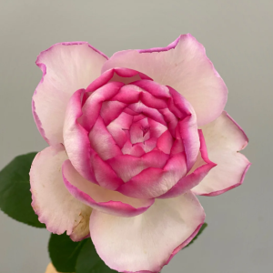 Pink Yves Piaget Rose丨Your roses