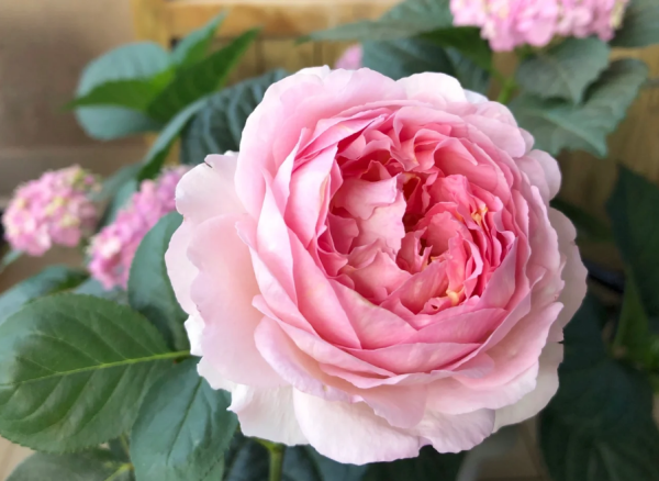 Pink Yves Piaget Rose for sale丨Your roses