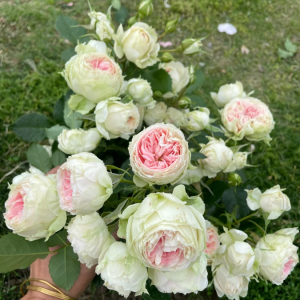 Pompon Veranda Rose丨Your roses