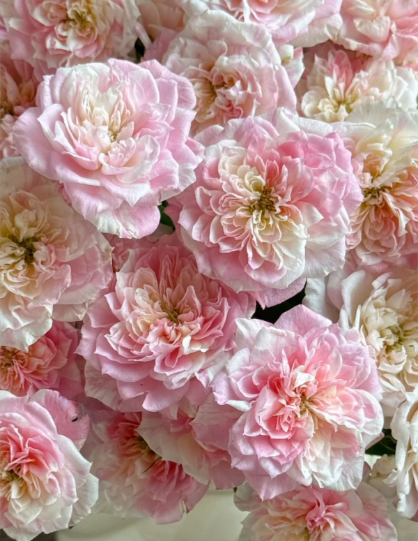 Porte Bonheur Rose Plant for sale丨Your roses