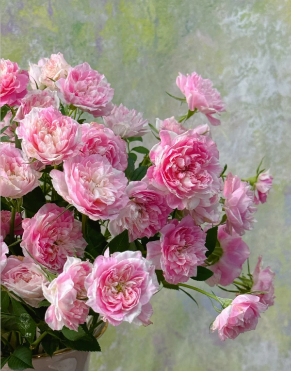 Porte Bonheur Roses丨Your roses