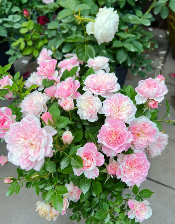 Porte Bonheur Rose丨Your roses