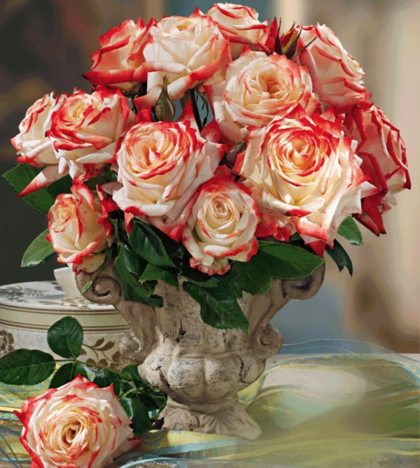 Portus Cale Rose 丨Your roses