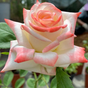 Portus Cale Rose丨Your roses