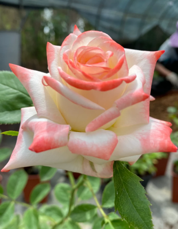 Portus Cale Rose丨Your roses