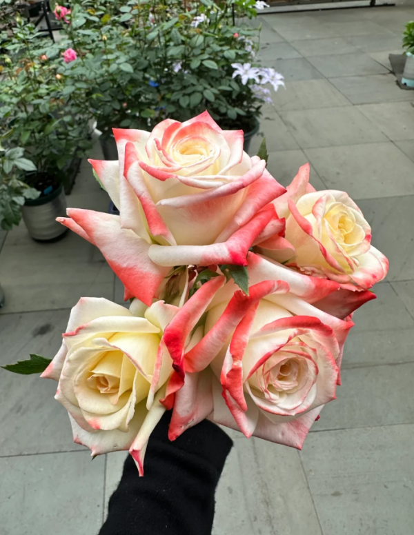 Portus Cale Rose for sale丨Your roses
