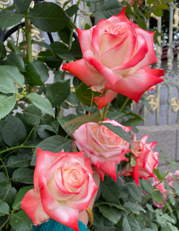 Portus Cale Rose plant丨Your roses