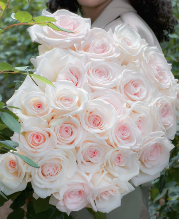Prince Jardinier Rose for sale丨Your roses