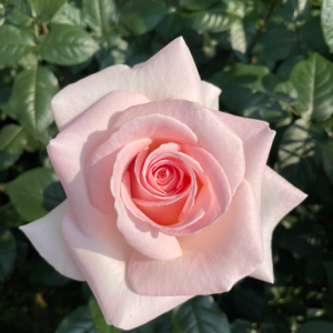 Prince Jardinier Rose丨Your roses