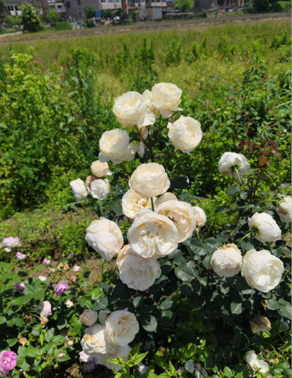 Princesse Astrid de Belgique Rose for sale丨Your roses