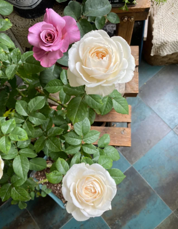 Princesse Astrid de Belgique Rose bush丨Your roses