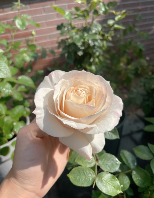 Princesse Astrid de Belgique Rose plant丨Your roses