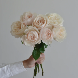 Princesse Astrid de Belgique Rose丨Your roses