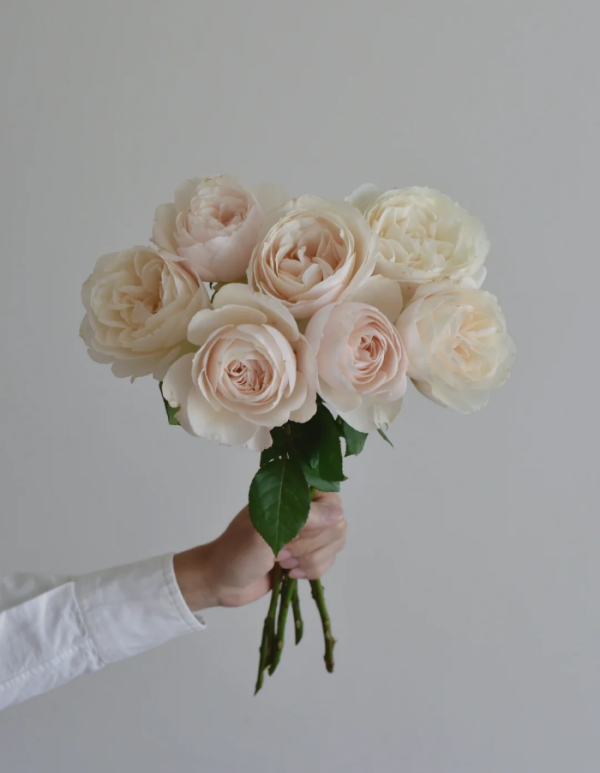 Princesse Astrid de Belgique Rose丨Your roses