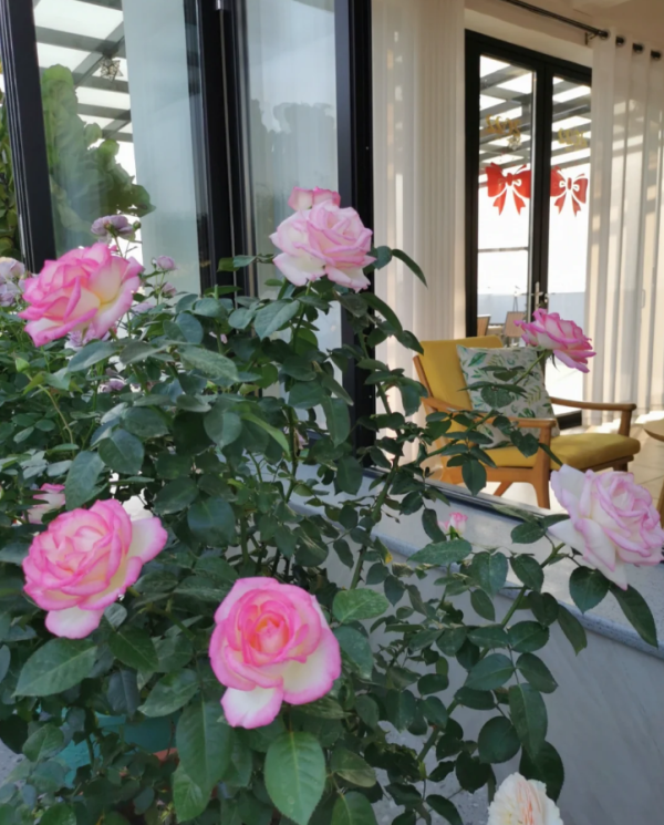 MEImagarmic Rose丨Your roses