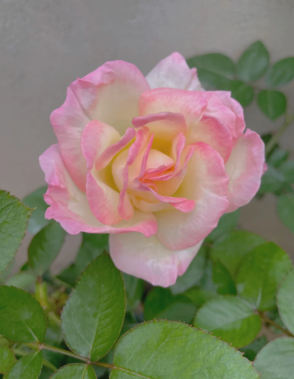 princess de monaco rose丨Your roses
